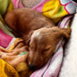 Meet your Posher, Everly